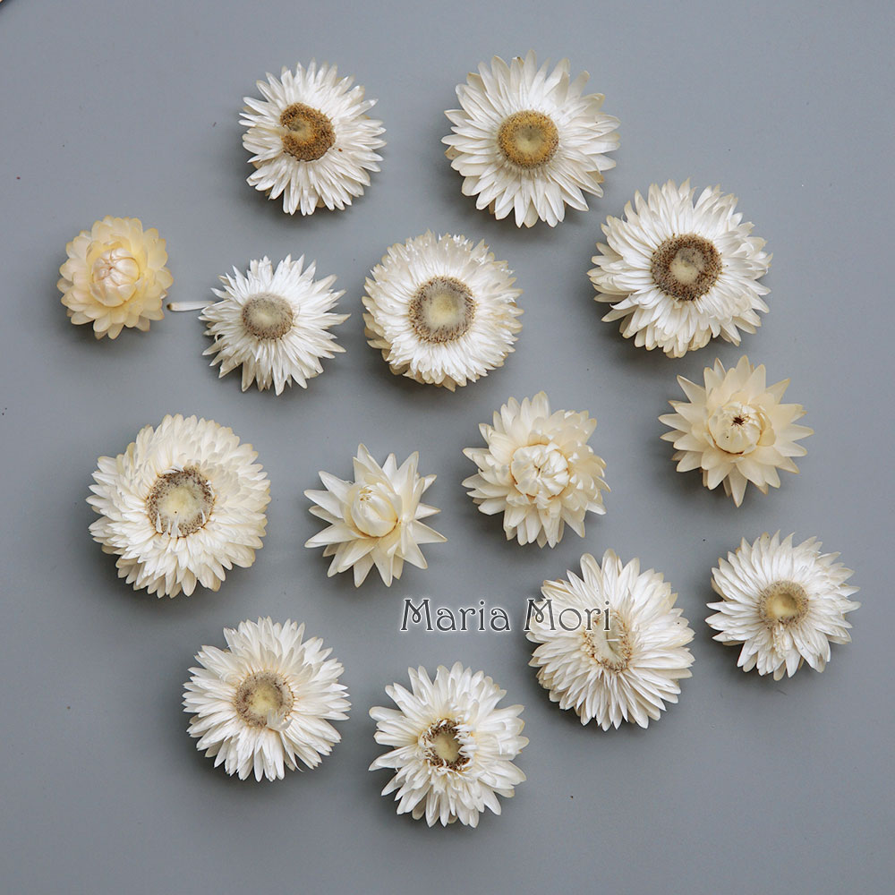Natural Dried Colorful Chrysan - đánh giá và giá Baby Products For Bathing