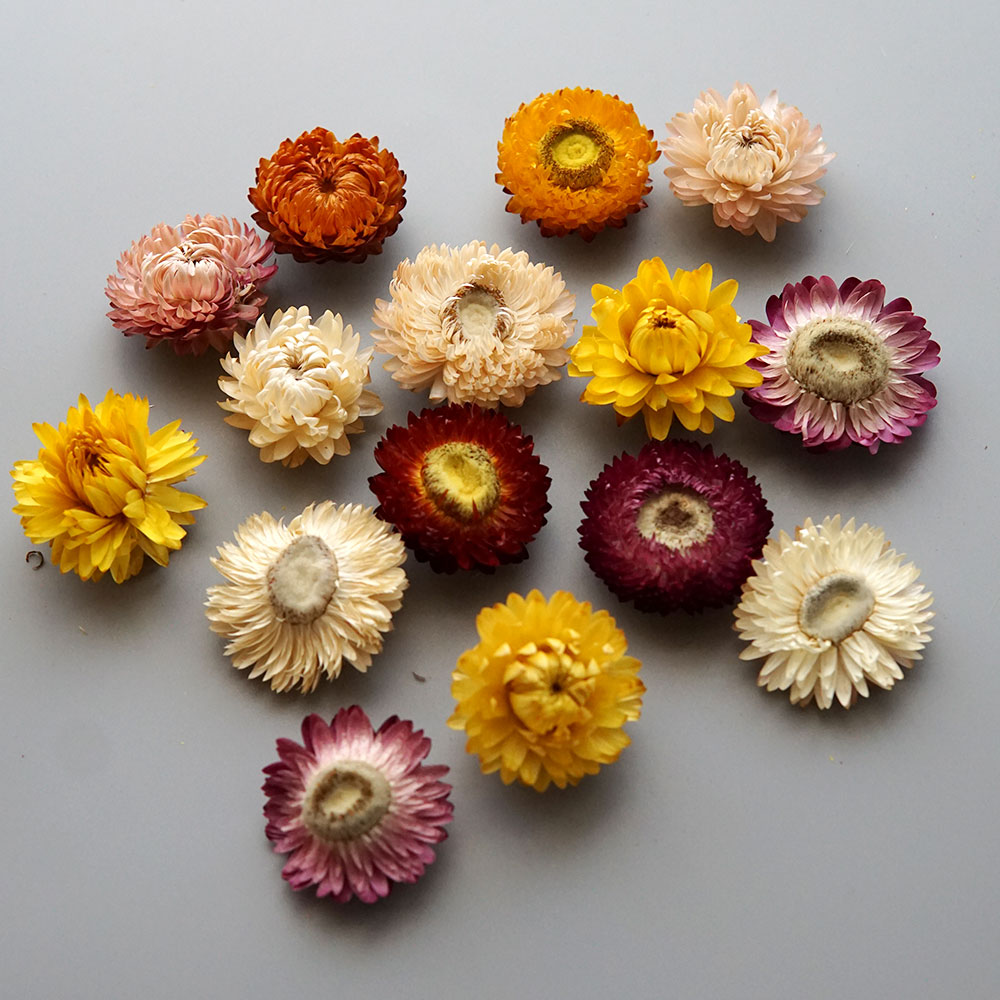 Natural Dried Colorful Chrysan - đánh giá và giá Baby Products For Bathing