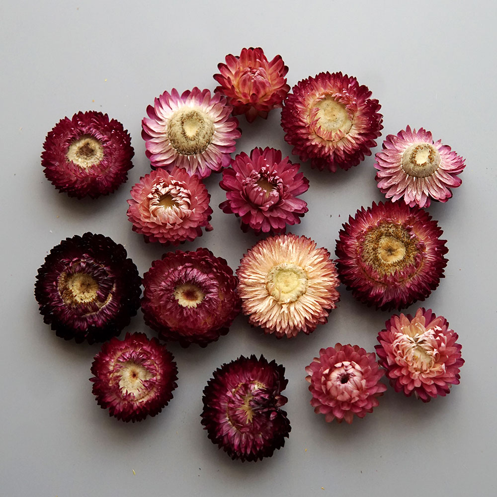 Natural Dried Colorful Chrysan - đánh giá và giá Baby Products For Bathing