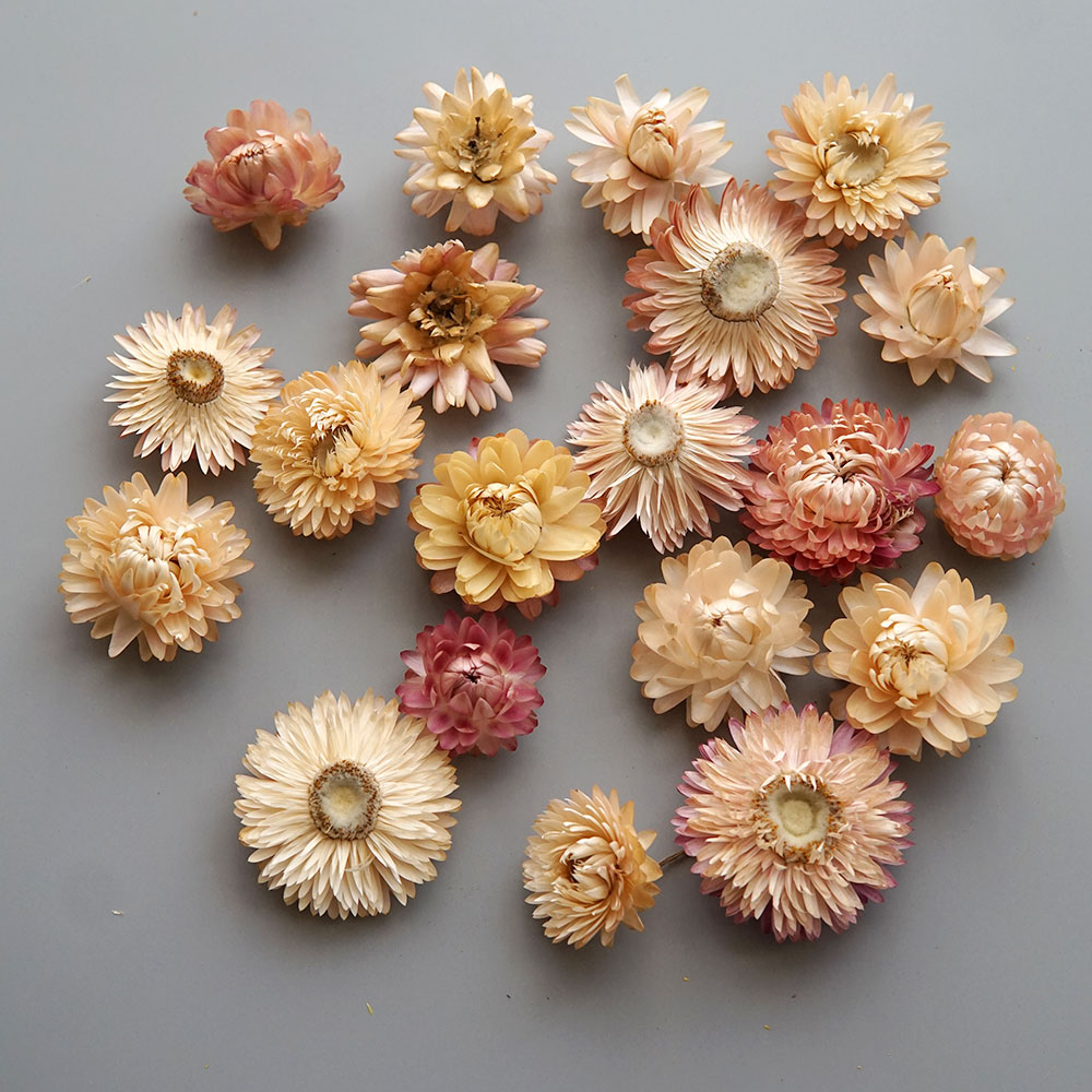 Natural Dried Colorful Chrysan - đánh giá và giá Baby Products For Bathing